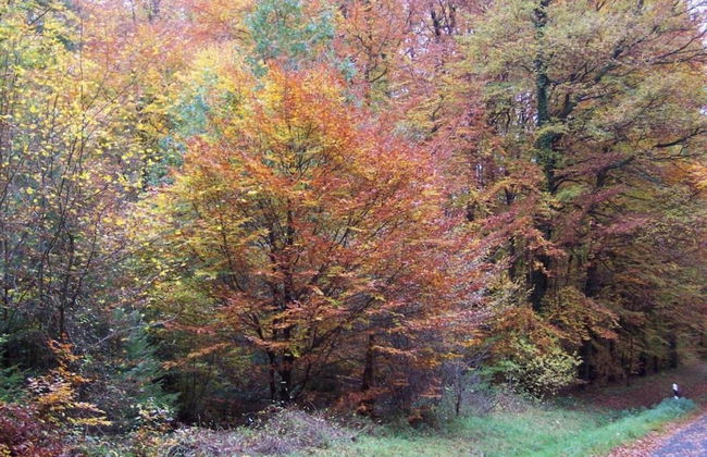 Wunderschone Ferienwohnung im Burgenland - Photo 35