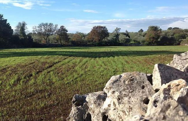 Masseria Tinelli - Foto 17