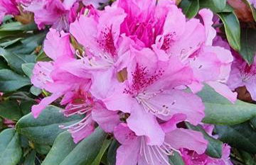 Begonia Cottage - Foto 25