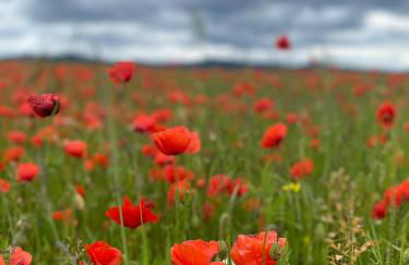 Ferienhof Morich - Urlaub auf dem Bauernhof im Harz - Foto 32