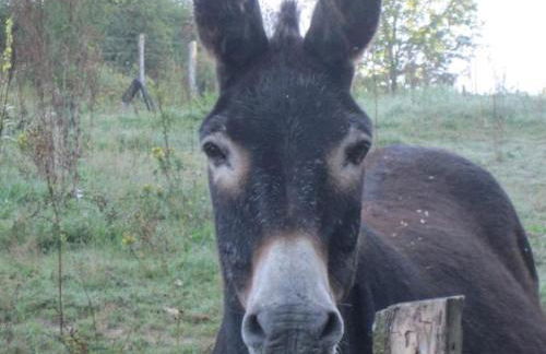 Gîte en pleine nature avec Wifi, animaux acceptés - FR-1-489-122 - Foto 29