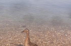 Exclusives Ferienhaus am Kulkwitzer See - Photo 51