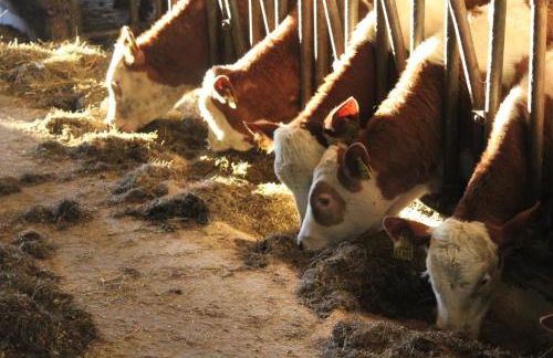 Hofstub´n - Foto 53