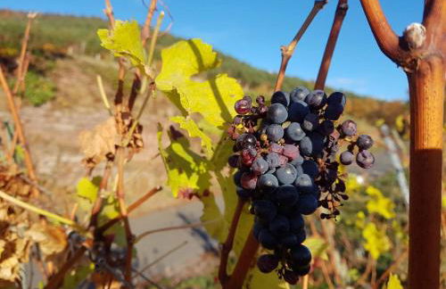 Gästezimmer-Apartment Heidi Hönl - Foto 12