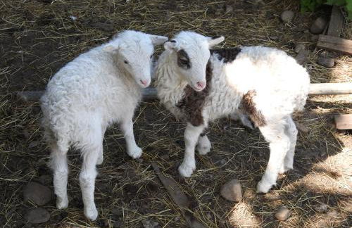 Tyncellar Farm Holiday Cottages - Photo 1