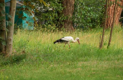 Sleep Space 3 - Green Tiny Spot Südpfalz - Foto 15