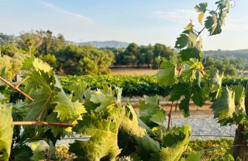 Casita Vino Dog-Friendly Vineyard Retreat & Stay - Photo 19