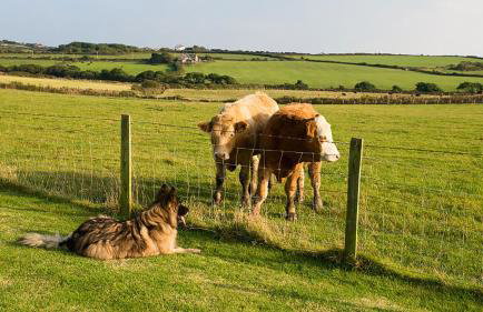Borthwen Farmhouse - Foto 43