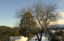 Ferien-Apartment im Genusshotel Hirschen (Südschwarzwald) - Foto 40