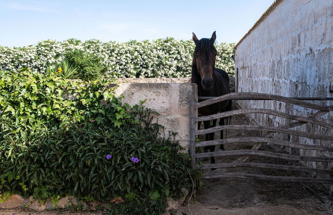 Agroturismo Son Juaneda - Photo 66