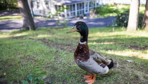 Heatherbell, A Lakeside Retreat - Foto 3