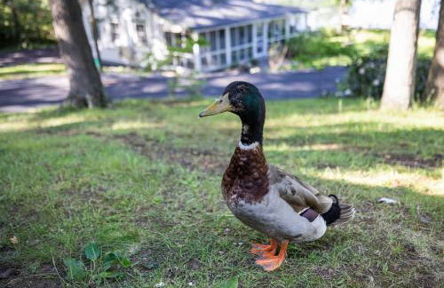 Heatherbell, A Lakeside Retreat - Foto 3