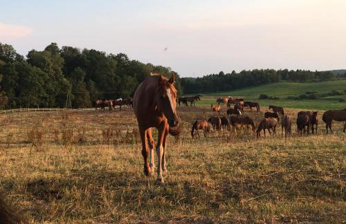 Domki letniskowe przy lesie - "U Łastka" - Foto 37