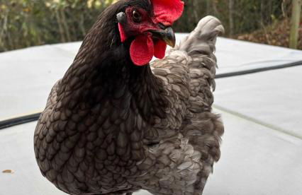 Luxurious Mountain Retreat with Hot Tub Jacuzzi Suite & Wood-Burning Fireplace - 10 Min to Boone - Foto 33