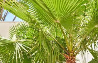 Ferluán II - Foto 45