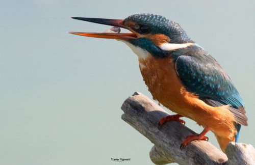 SelvaGiurata farmhouse villa - Foto 29