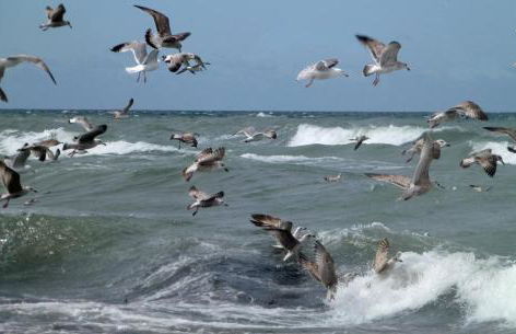 Holz-Ferienhaus Mechelsdorf, nahe Ostseebad Kühlungsborn - Photo 11