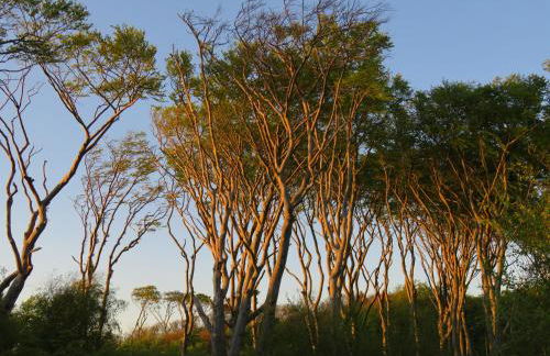 Landhaus Darss - Foto 21