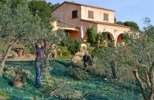 Nurazzolas - Foto 19