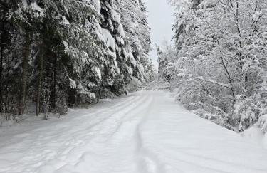 Smerekowiec Domek w lesie - Beskid Niski - Foto 55