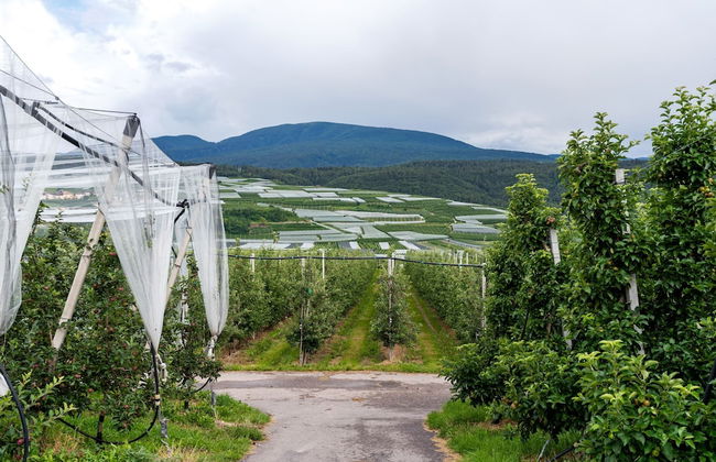 Belvilla by OYO Golden Delicious - Foto 36