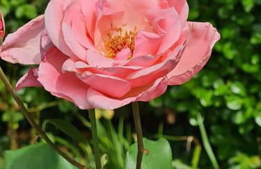 Hôtel des arts - Danse dans le Perche - Foto 16