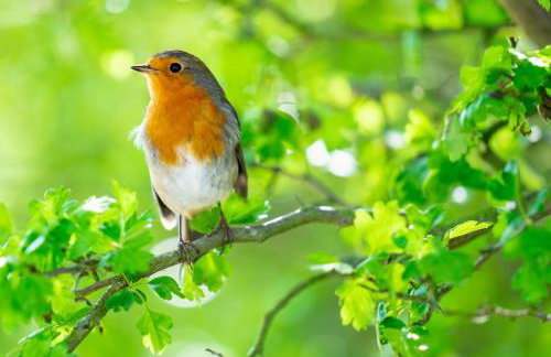 Soggiorno Bellin - Foto 38