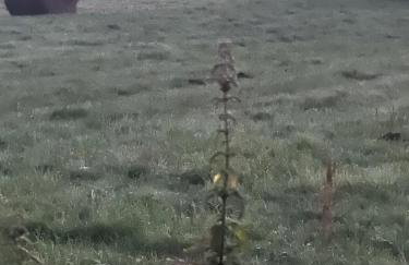 Radawa LOVE - Foto 26