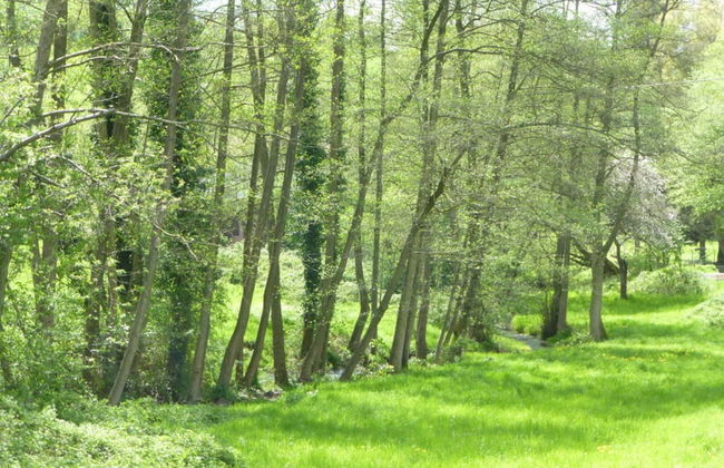 Lindenblatt ' Right - Foto 17