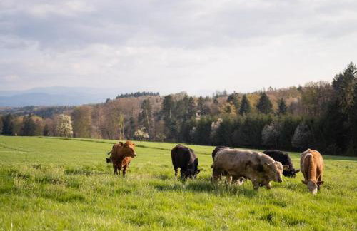 Zimis Hofnest - Foto 15