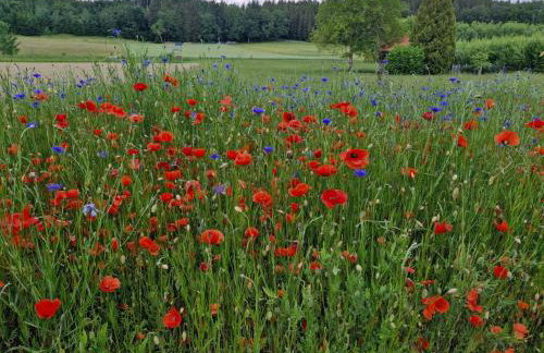 Ferienwohnung Niederbuchner - Photo 33