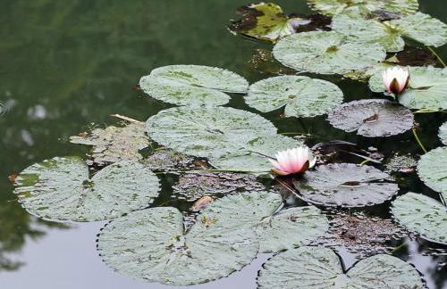 Holiday Home am Weiher by Interhome - Foto 21