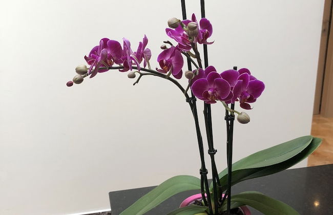 Guesthouse Cà dell'Angelo - Photo 32