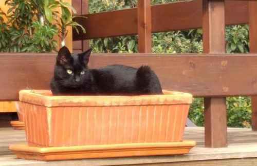 Quinta da Pavoa - Cottage House - Photo 14