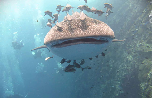 Sail Rock Diving - Foto 4