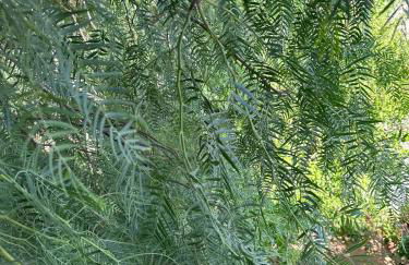 Vintage Home - bilocale in Salento - Foto 24