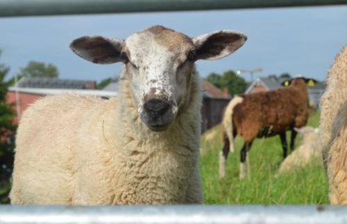 FeWo Deichblick Wischhafen - Photo 28