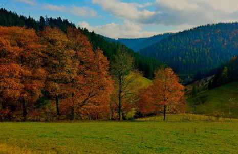 Outdoor & Relax Blackforest - Foto 46