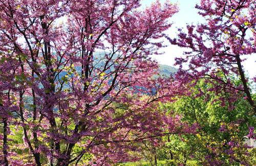 Agriturismo I Melograni - Foto 24