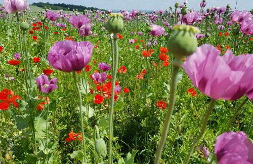 Ferienwohnung Mohnblume - Foto 24