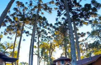 Chalé Temático em Pipa de Vinho - Parada da Pipa Chalés - Foto 38