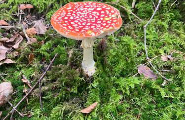 Ferienwohnung-Blume EG 2 - Foto 14