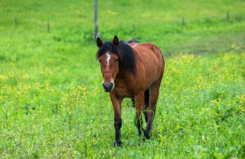 Apartment Stone and Wood - Photo 50