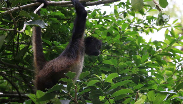 Faune sauvage du site archéologique