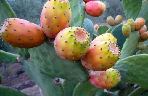 Residenza sul Mare Baia Cornino - Foto 57