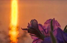 Niki House - Foto 32