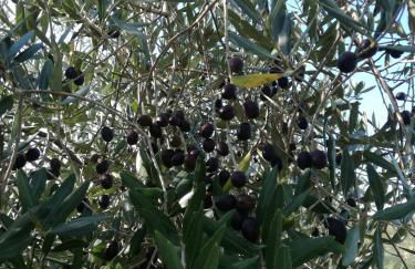 Agriturismo Campolungo - Foto 47