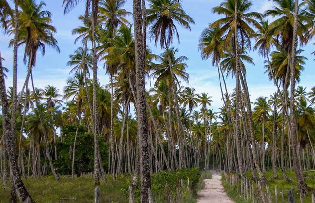 Paseo a caballo por la isla de Tinharé - Foto 2