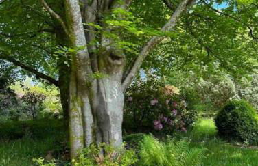 Pinewood Lodge - Foto 17