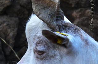 Agriturismo Dolcetna - Foto 30